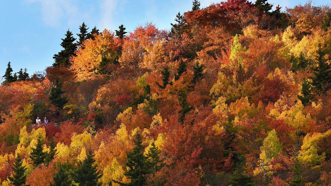 Two hikers enjoy the spectacular fall color along the Blue Ridge Parkway on the Tanawha Trail near Grandfather Mountain, N.C. Tuesday, October 17, 2016.