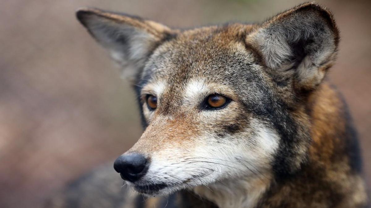 Betty, a female red wolf, roams in a fenced area at the Red Wolf Education Center in Columbia, NC February 10, 2014. The wolf is part of a captive breeding program at the coalition.