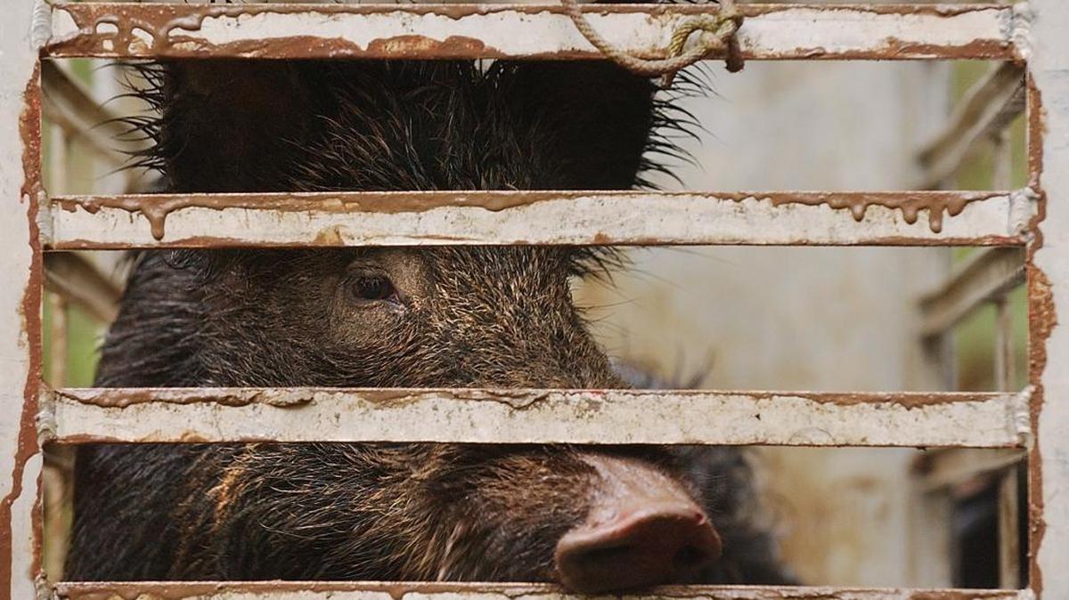 A feral hog was trapped in Great Smoky Mountains National Park. These hogs can be found along the Waccamaw and Little Pee Dee rivers in Horry County.