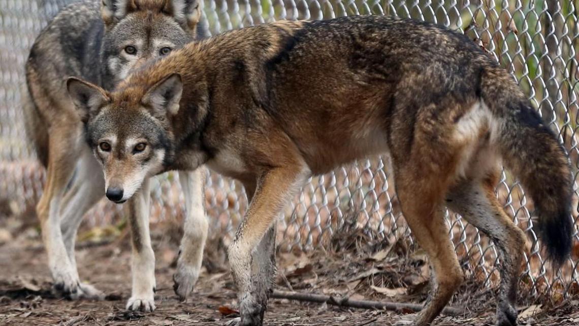 Red wolves roams in a fenced area at the Red Wolf Education Center in Columbia, NC February 10, 2014. They are part of a captive breeding program at the coalition.
