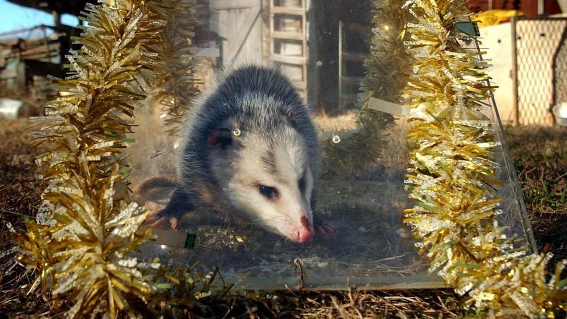 NC Possum Drop ends, held last time 2018 New Year's in Brasstown | Raleigh News & Observer