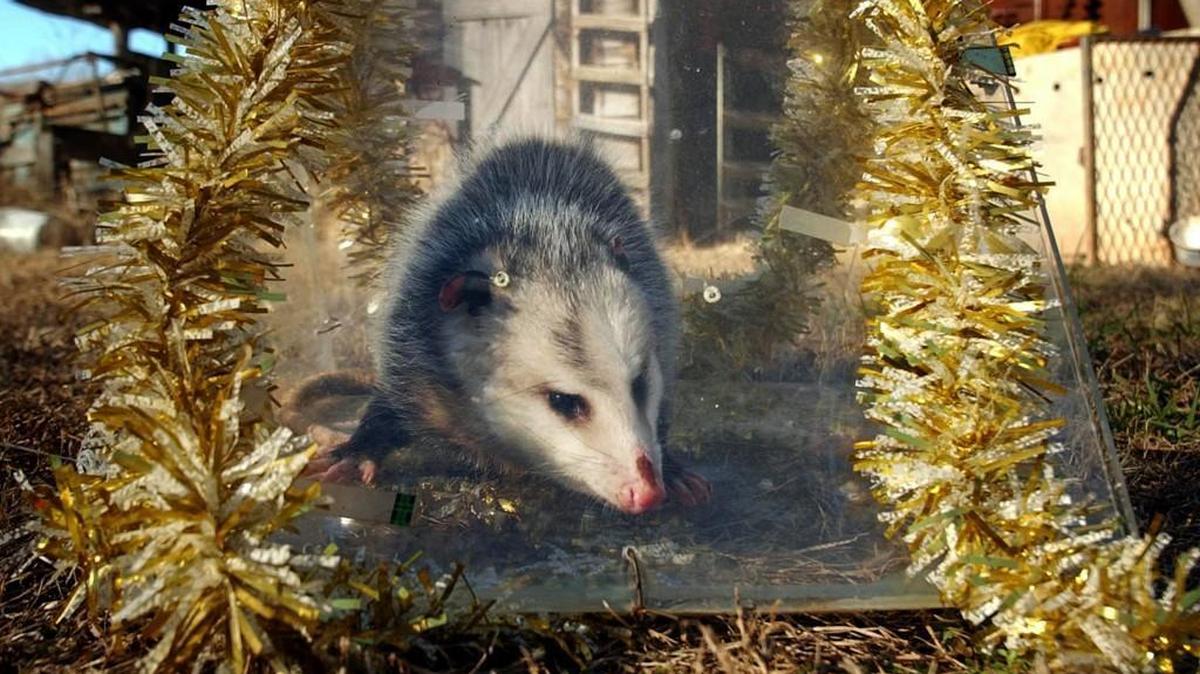Brasstown, known as the Possum Capital of the South, for years hosted the annual Possum Drop in which a live possum in a Plexiglas cage was lowered to celebrate the coming of the New Year.