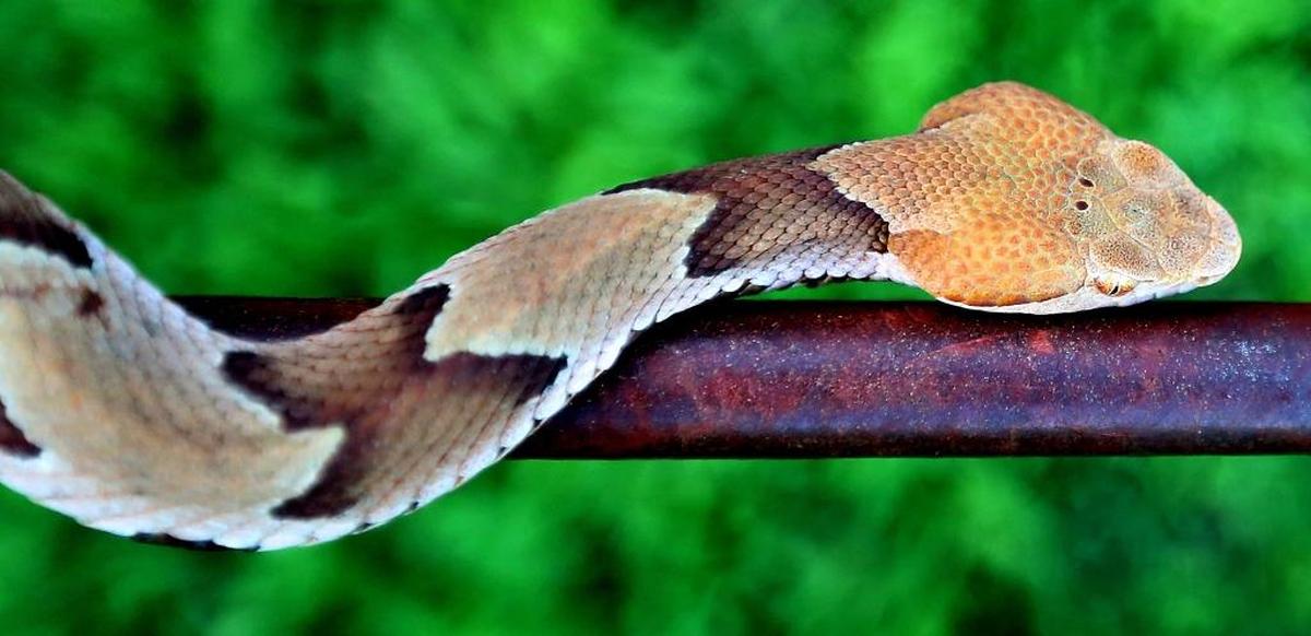 Copperheads tend to be more active at night and during warmer months.