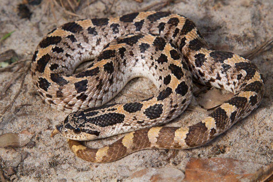 The southern hognose snake can be found in four states: North Carolina, South Carolina, Georgia and Florida.