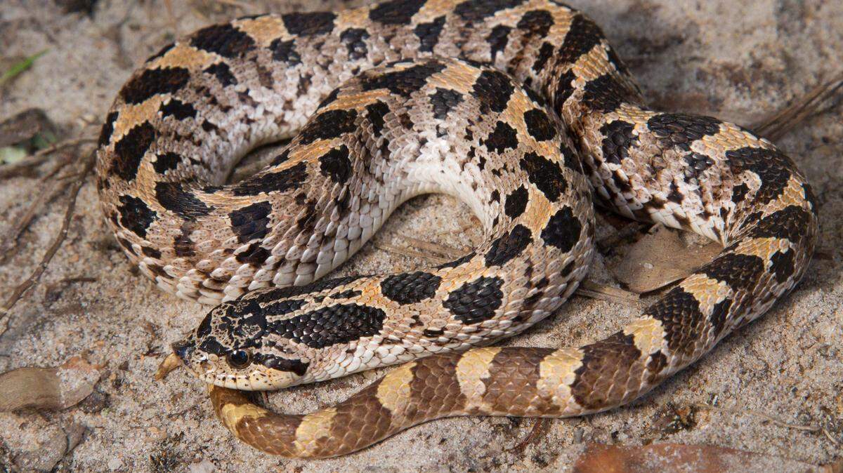 The southern hognose snake can be found in four states: North Carolina, South Carolina, Georgia and Florida.