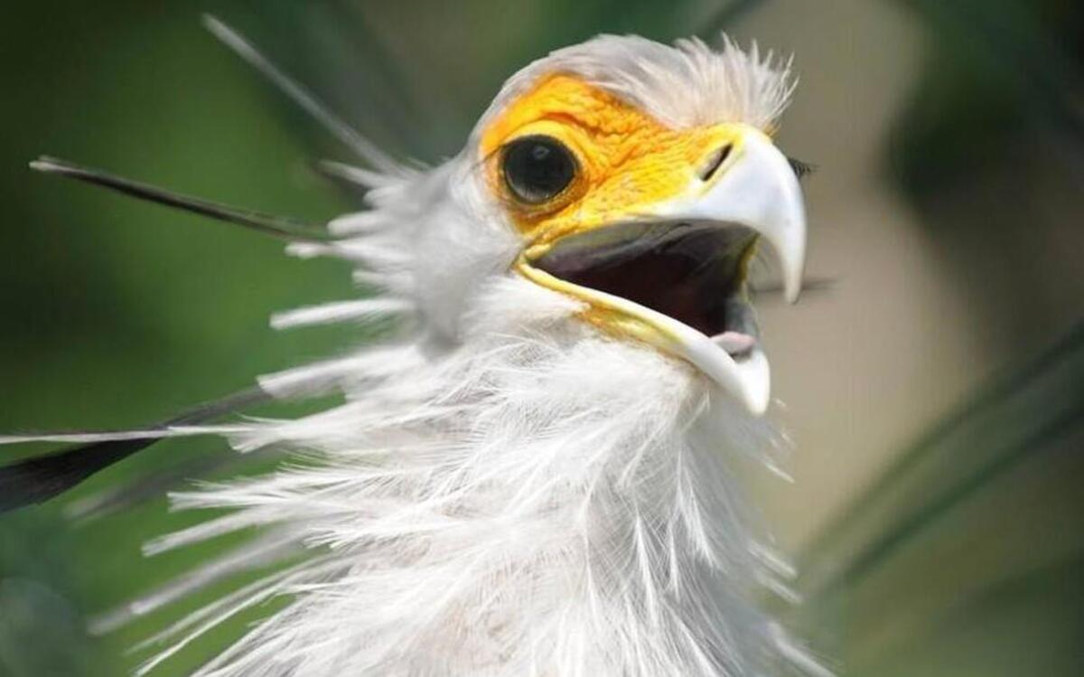 The NC Zoo is searching for two secretary birds that look similar to the one pictured here.