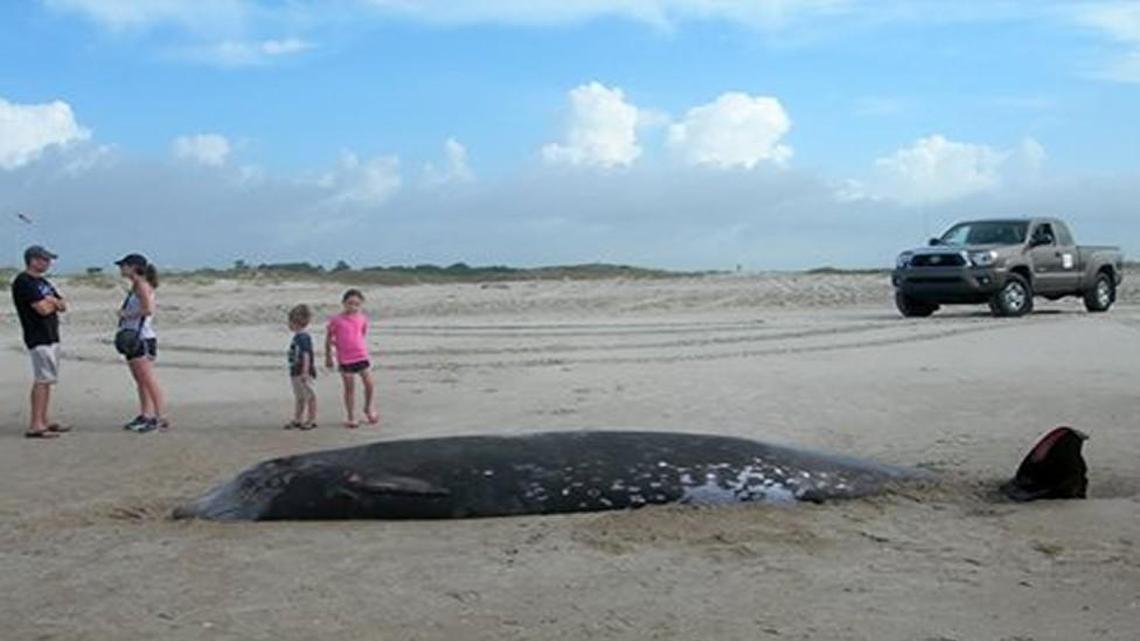 A rarely seen 18-foot long Cuvier’s beaked whale washed ashore at Fort Macon State Park on Monday.