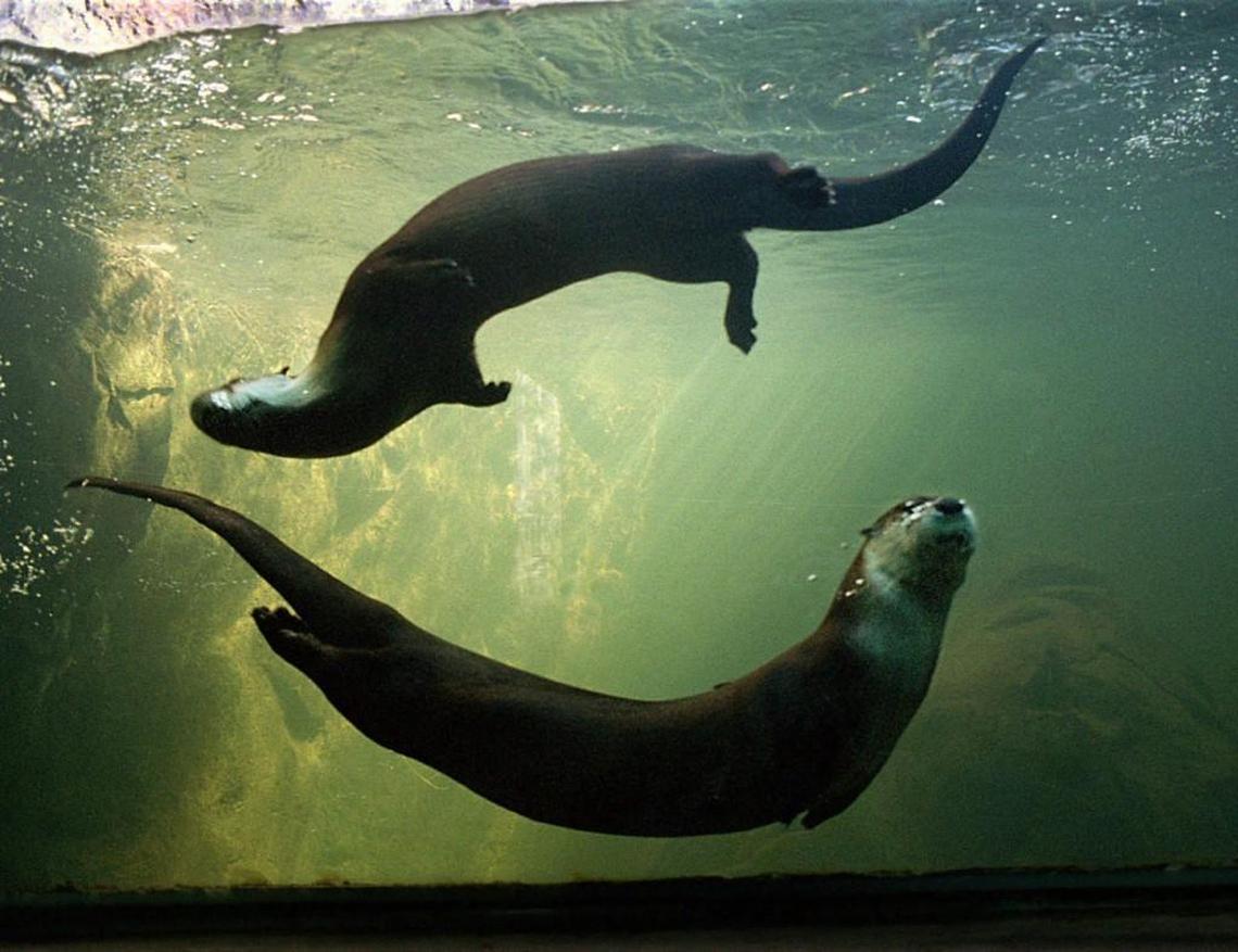 North American river otters cavort in an underwater ballet at the N.C. Zoo.