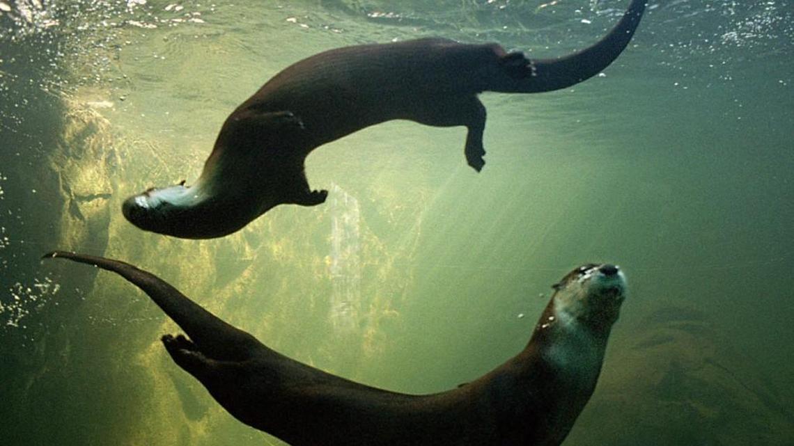 North American river otters cavort in an underwater ballet at the N.C. Zoo.