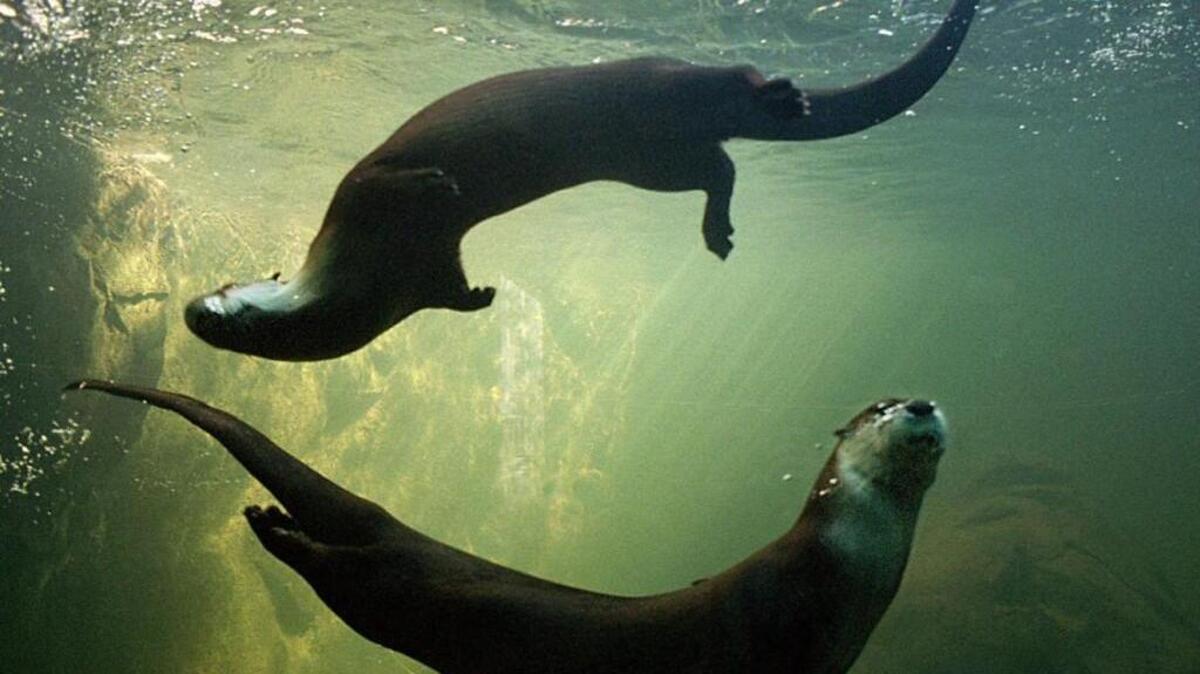 North American river otters cavort in an underwater ballet at the N.C. Zoo.