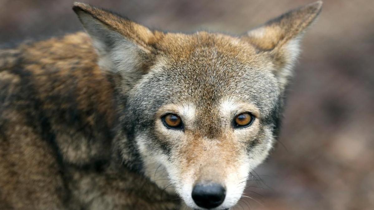 Betty, a female red wolf, roams in a fenced area at the Red Wolf Education Center in Columbia in 2014. A reward has been offered for information about who poisoned a separate red wolf in Tyrrell County in January 2017.