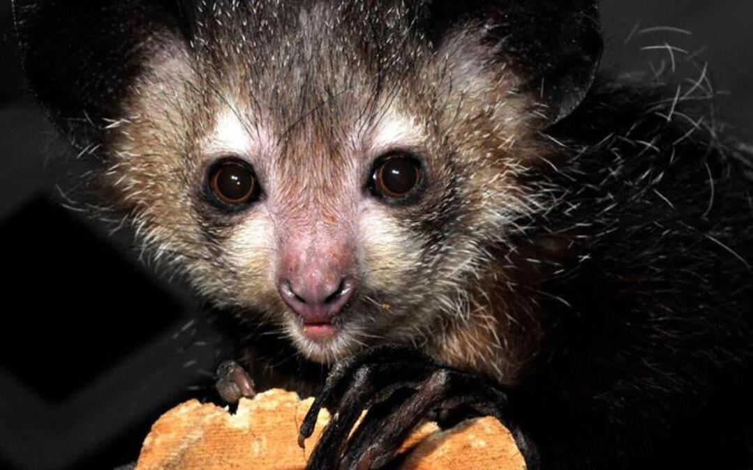 Norman Bates, age 7.5, was the son of Hitchcock and Morticia. A vigorous aye-aye, he was renowned throughout the center for his feistiness and intelligence.