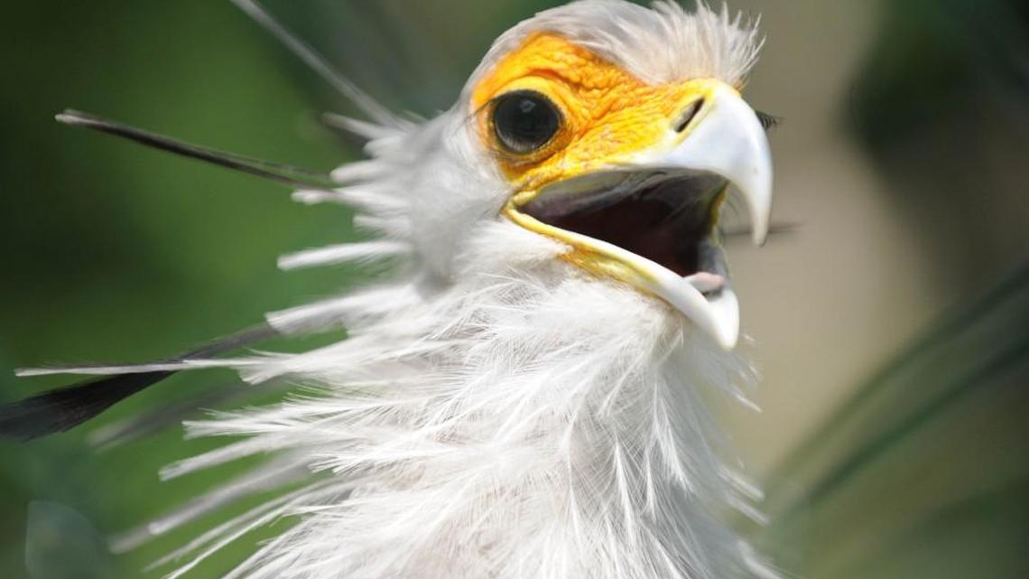 The NC Zoo is searching for two secretary birds that look similar to the one pictured here.