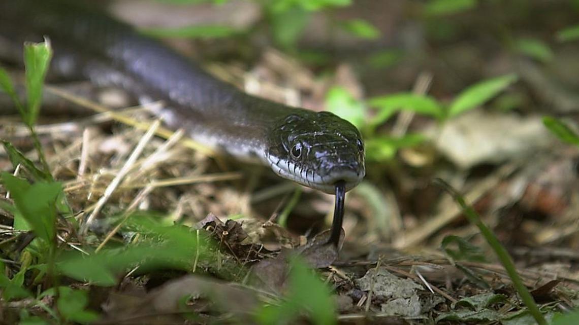 The only snake I ever want to see is on my TV screen – Saunders