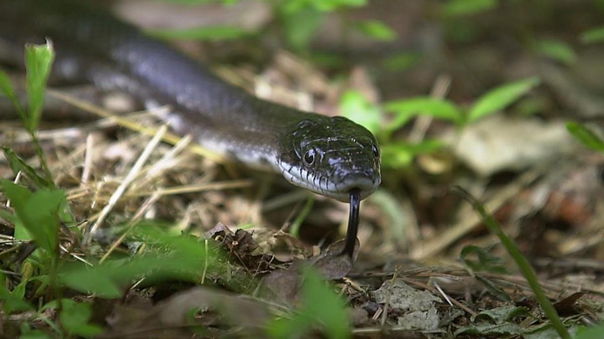 A black snake like the one that terrorized Barry Saunders on his porch recently. Remember, black snakes are the good ones.
