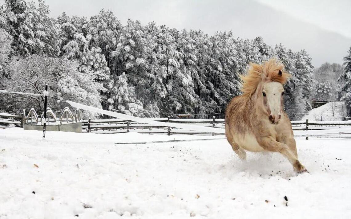 The N&O’s Year in Pictures: Amusing, inspiring, sad