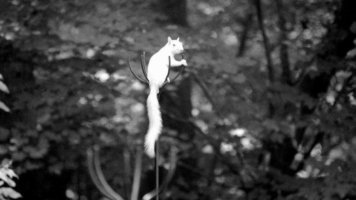 ‘It’s an oddity’ – a squirrel as white as snow causes a neighborhood stir