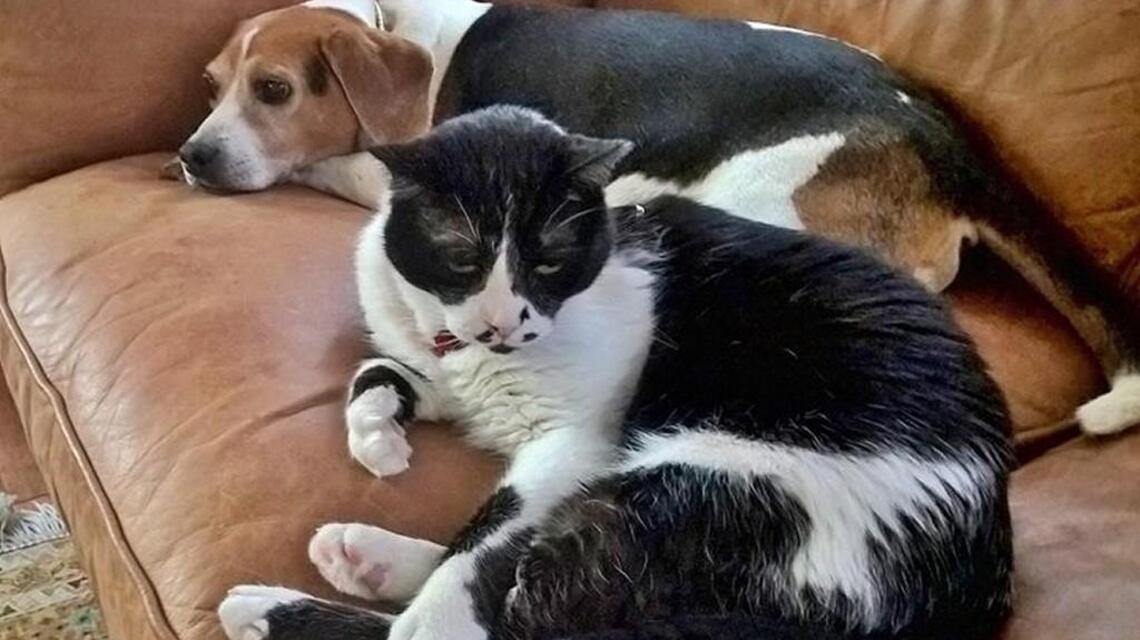 This cat escaped death at the U.S. Embassy in Afghanistan. Now he happily purrs in Pinehurst.