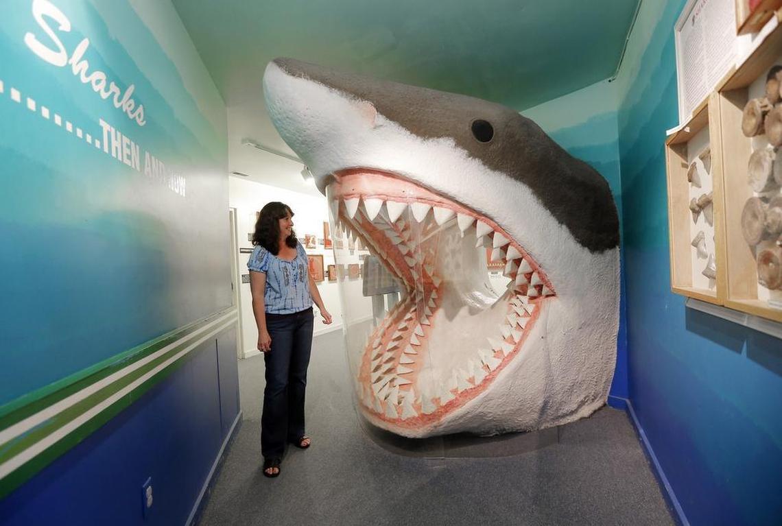 North Carolina Aurora Fossil Museum director Cynthia Crane is dwarfed by a model of a megalodon shark that greets visitors as they enter the exhibit area on May 20, 2015. The model is based upon teeth that have been found in the area from a giant shark that roamed the waters between two million and twenty million years ago.