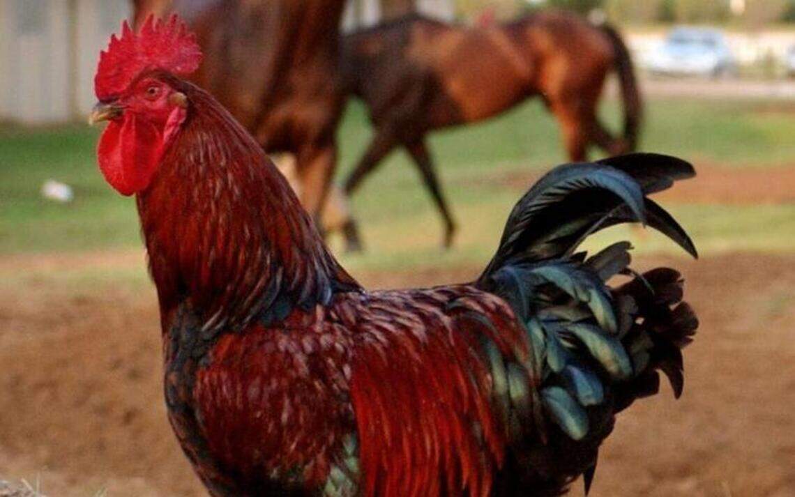 What if you had more than 100 chickens, many of them roosters, as neighbors? – Shaffer
