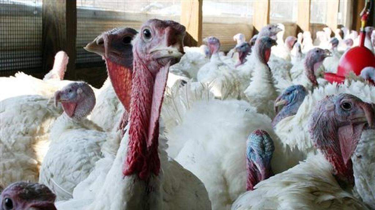 A Johnston County turkey operation has become the first commercial farm in North Carolina to test positive for a highly contagious form of bird flu. This file photo shows a flock of turkeys.