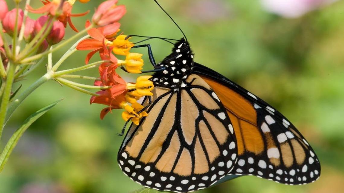 Attract beautiful butterflies to your SC home and garden this summer by following these easy steps