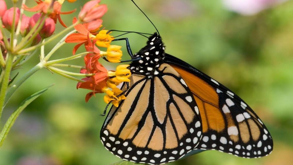 Monarch butterflies have a special relationship with butterfly milkweed plants. They visit milkweeds for their nutritious nectar, but it is the plants themselves that are critical to monarchs’ survival. Milkweed plants are the only food that monarch caterpillars eat.