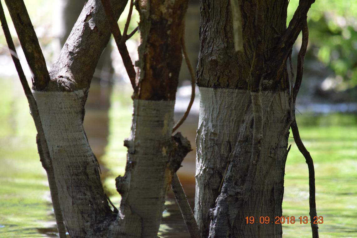 Ash-colored ring on trees along the Neuse River downstream from the H.F. Lee facility in Goldsboro on Sept. 19, 2018 shows how high the waters rose during Hurricane Florence. 