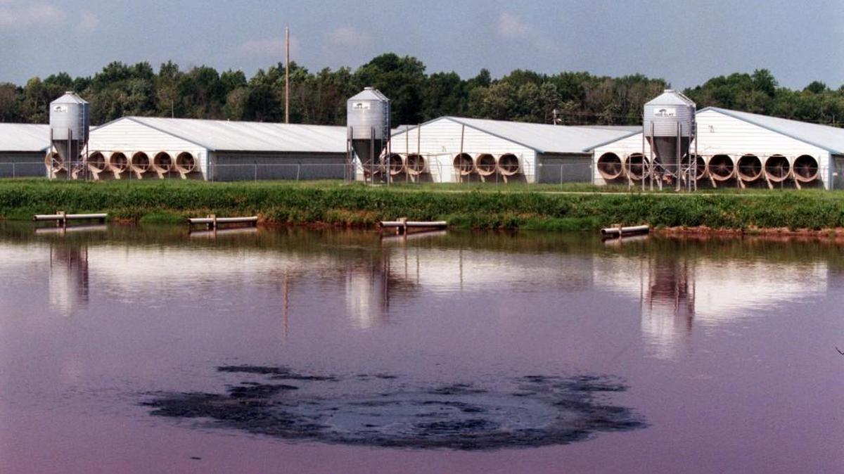 
Waste funneled from the pig housing quarters bubbles up in the adjacent lagoon as it is anaerobically broken down into a liquid on Sarem Farms in Gates, NC in 2001.
