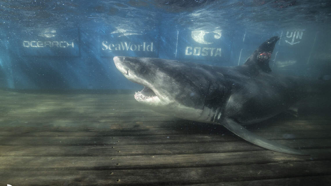 Research group heads into Outer Banks to track and study great white sharks
