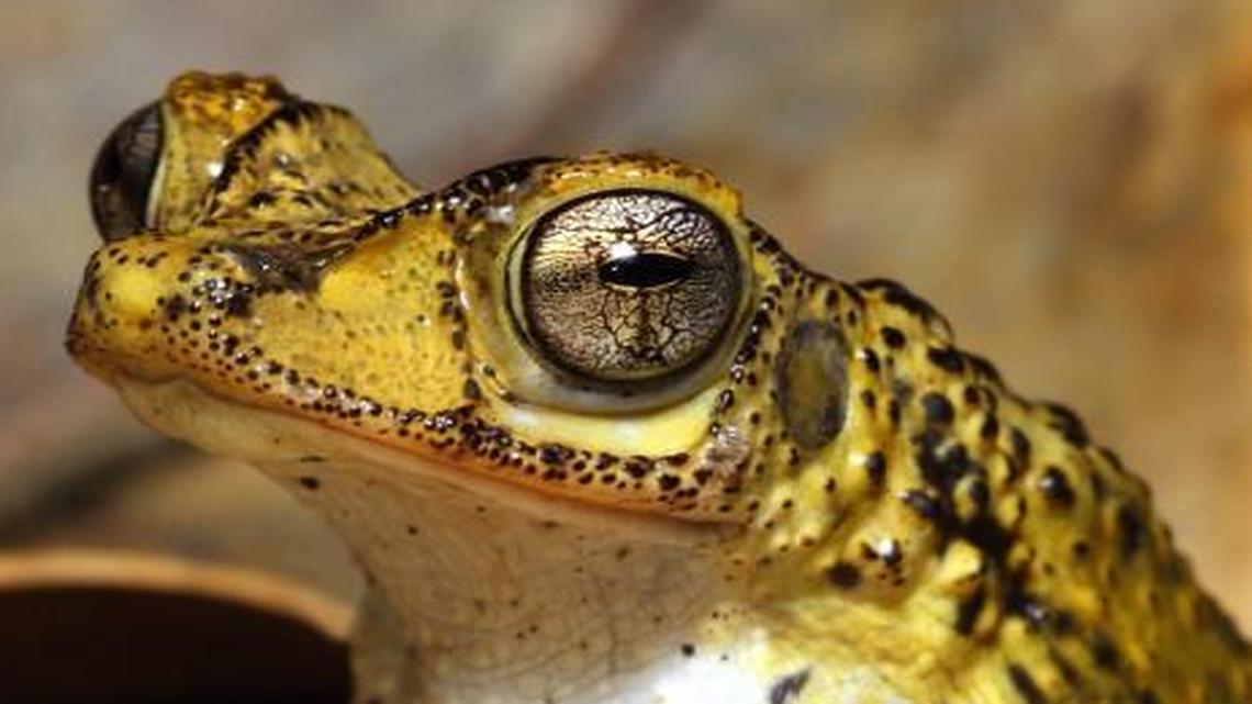 A male Puerto Rican crested toad.