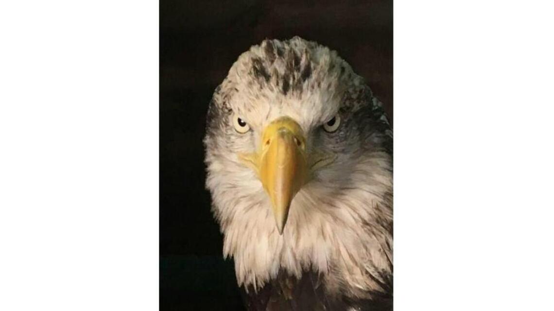 Why did Pema the NC bald eagle die of lead poisoning?