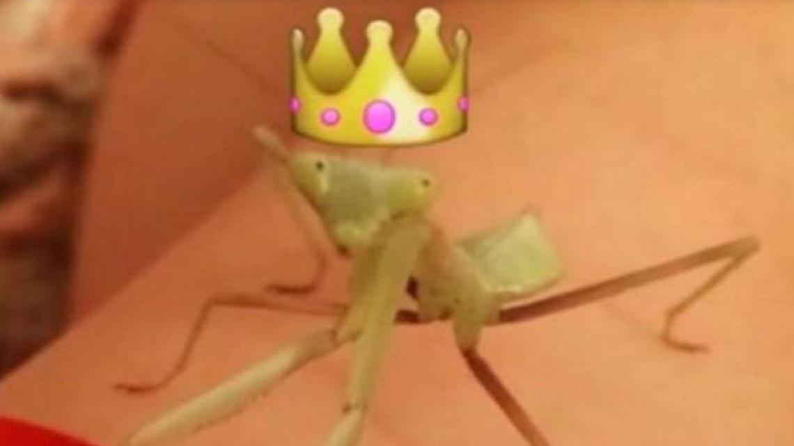 Winnifred “Fred” Cooper, the “First Mantis of NC,” has died. The death was announced Monday on the First Pets of North Carolina Facebook page by Gov. Roy Cooper’s daughter Natalie.