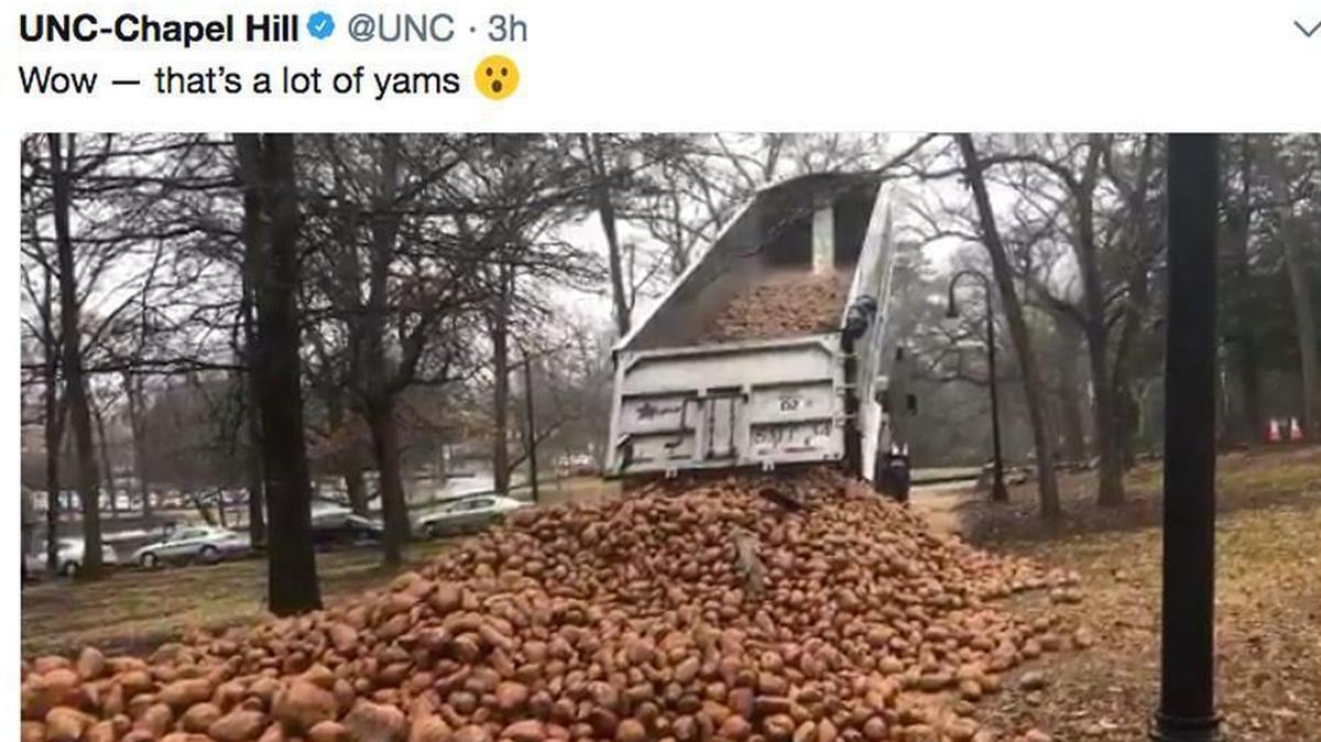 A screenshot of UNC-Chapel Hill’s video tweet showing tons of sweet potatoes being dumped onto a lawn on the campus Saturday, Feb. 10, 2018.