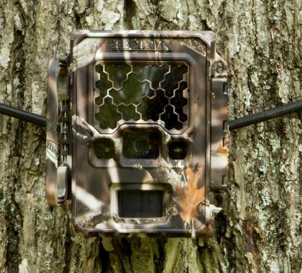 Motion-sensitive ‘critter cams’ are camouflaged and designed to capture photos of passing wildlife without disturbing them.