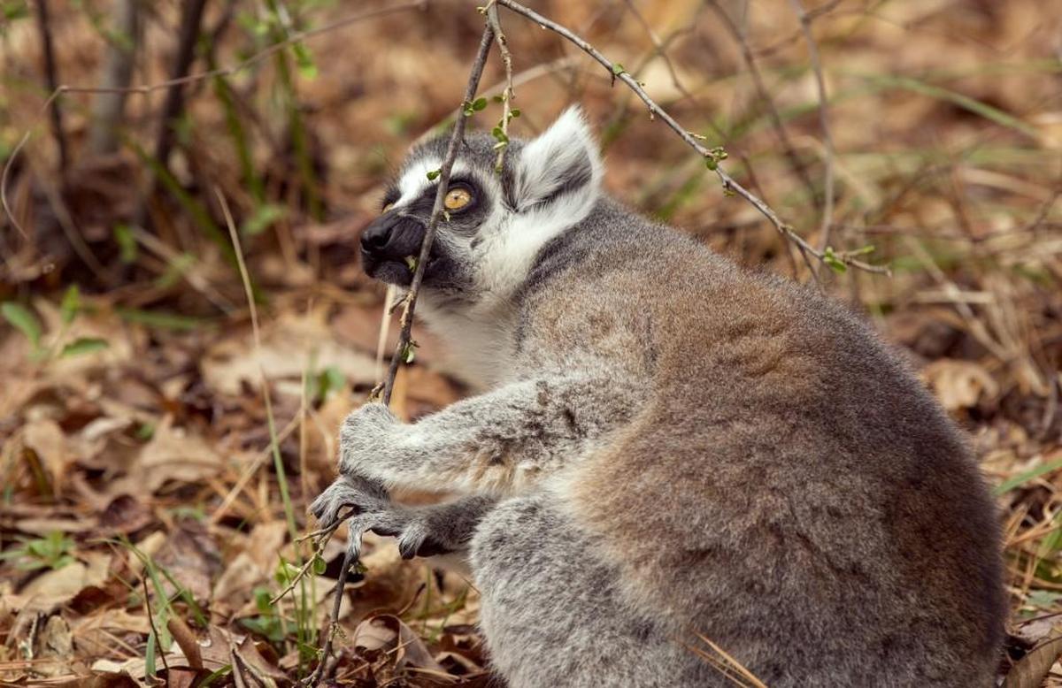 Leisel, a dominant ring-tailed lemur at the Duke Lemur Center, marks her scent on a branch on Feb. 28, 2018, in Durham. Female dominance is rare among primate species and also in many American workplaces. At the Duke Lemur Center, the majority of leaders are women, mirroring the hierarchy of the lemurs.