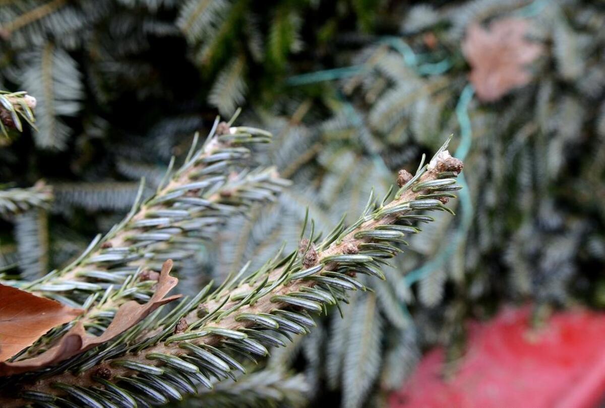 Needles of Fraser firs are familiar to holiday buyers in North Carolina, where it’s the official state Christmas tree.