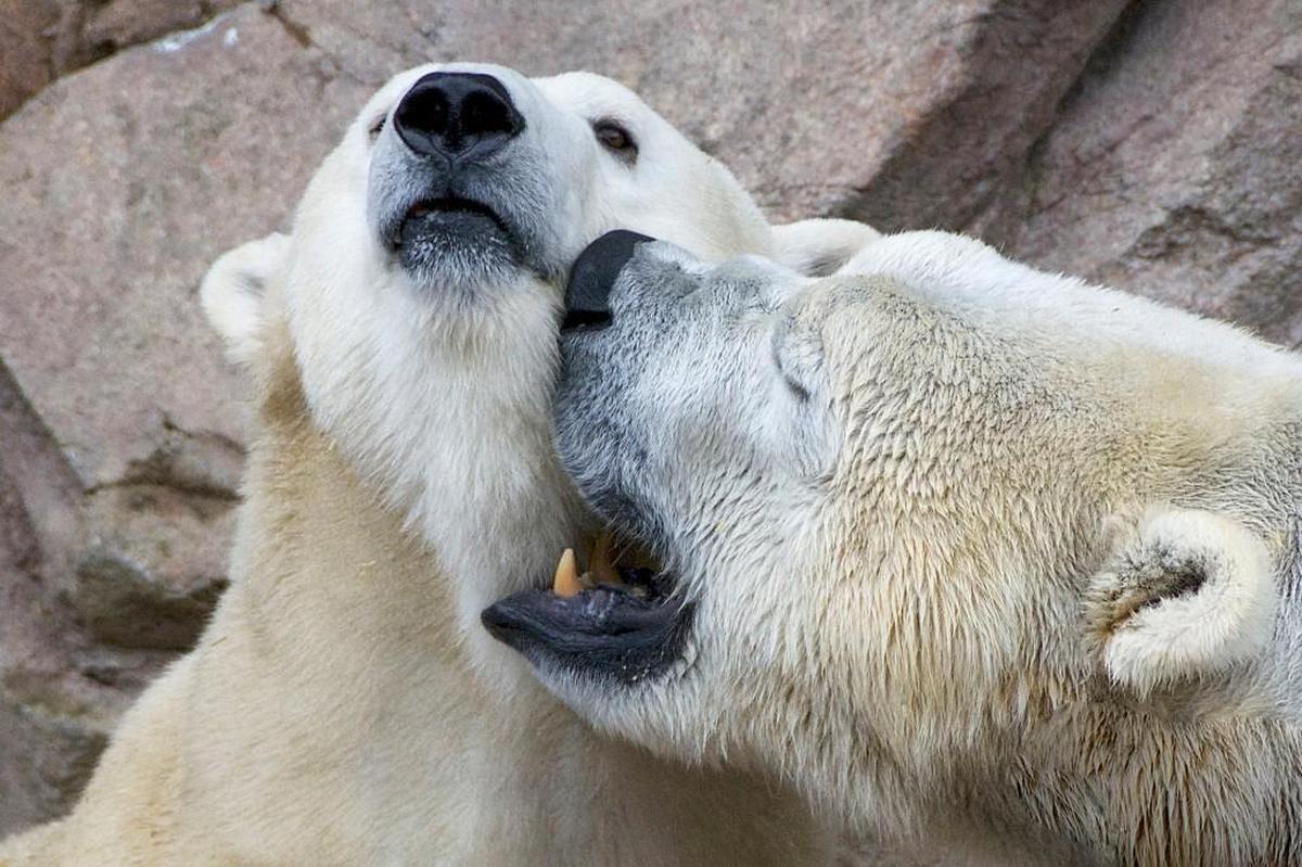 Nikita and Anana, the North Carolina Zoo’s breeding polar bear couple being affectionate together during the 2018 breeding season.