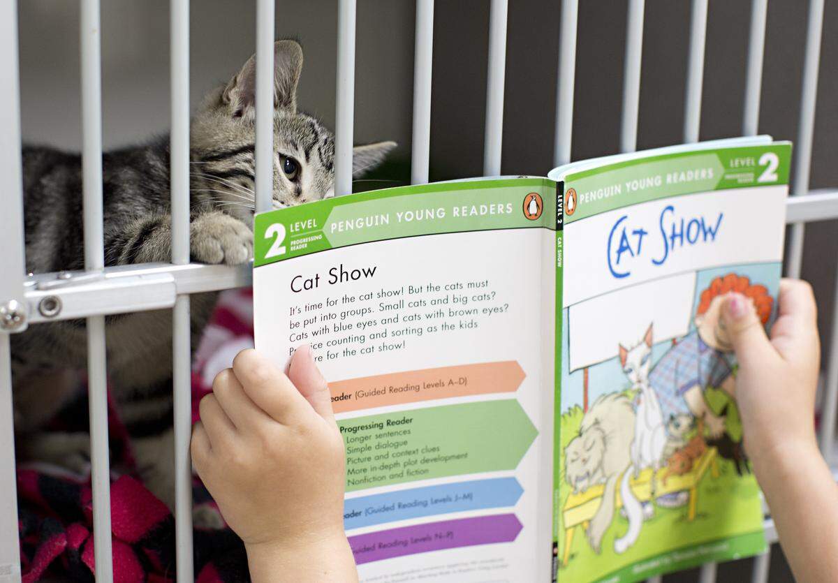 In this 2016 file photo, a volunteer at SPCA of Wake County reads a book to cats. SPCA Wake is building a new facility to expand its animal-saving capabilities in North Carolina. 