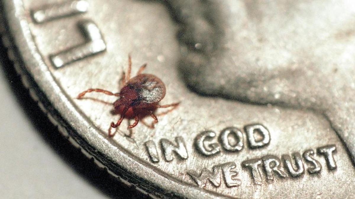 This little tick, shown on a U.S. dime, is so small that you almost don’t know that it’s on you. This is the height of tick season in North Carolina, and they’re particularly prevalent after a warm winter. This one was already imbedded and had to be yanked out with tweezers.