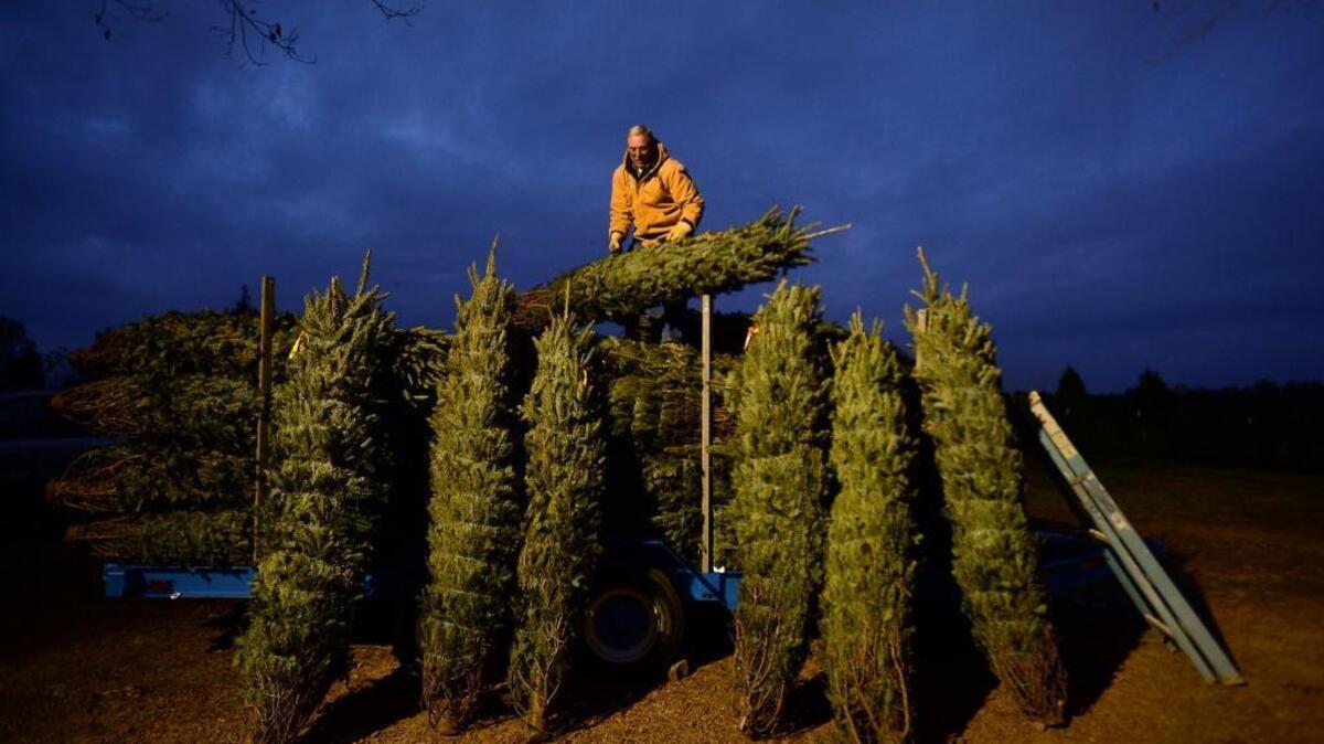 A Christmas tree shortage has tree farms worried they might run out early this holiday season.