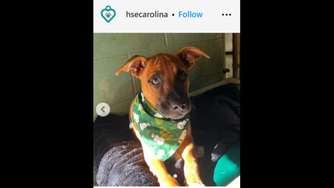 Mistletoe the dog needs a new home after being abandoned at a North Carolina shelter, officials said.