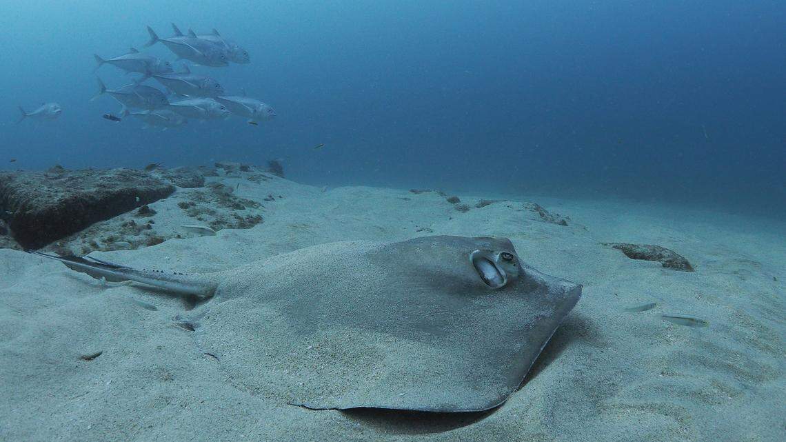 Some stingrays were found dead after washing onto the North Carolina coast. This is a file photo.