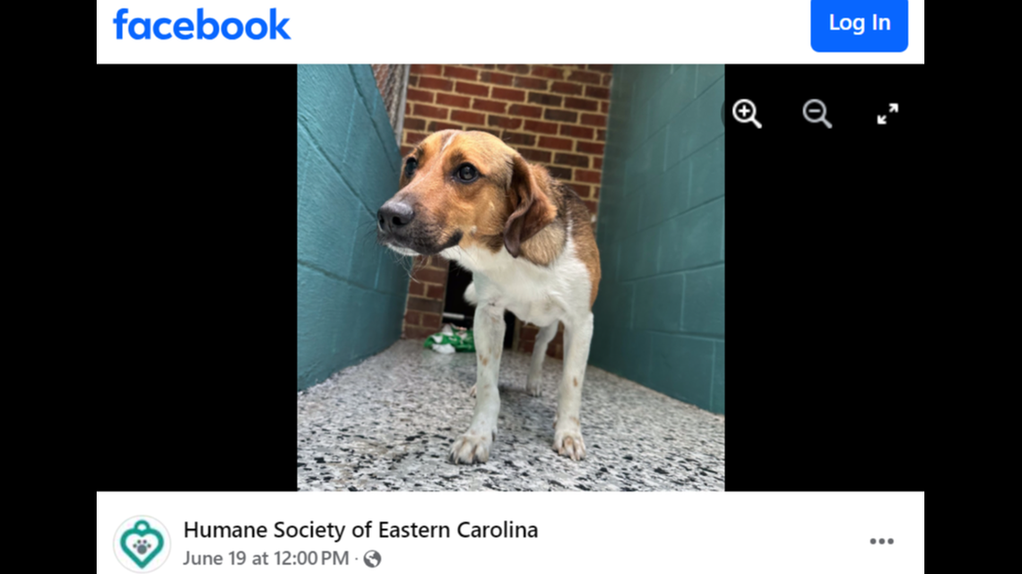 A North Carolina shelter dog was adopted — then returned after the situation didn’t work out.