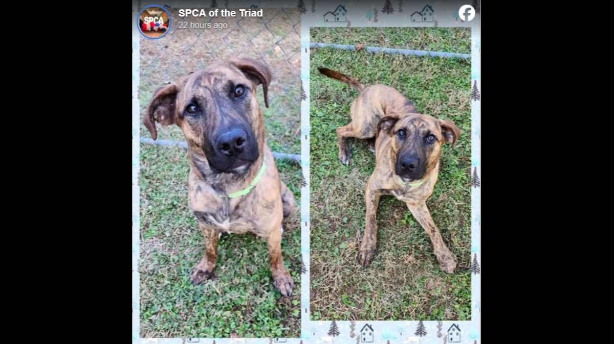 A dog rescued from the side of the interstate is up for adoption in North Carolina.
