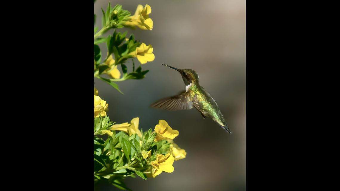 As hummingbirds start to fly to North Carolina, experts share tips for making them want to come to your yard.