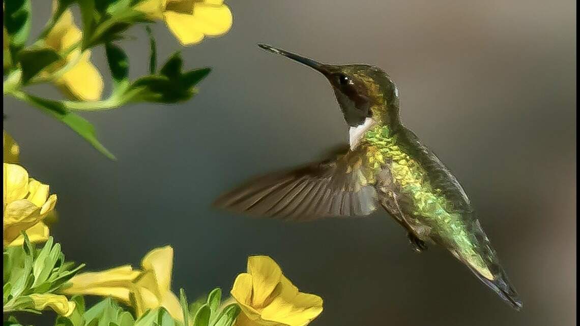 Hummingbird Raleigh Patio Hummingbirds in NC: How to feed, attract them this spring | Raleigh ...