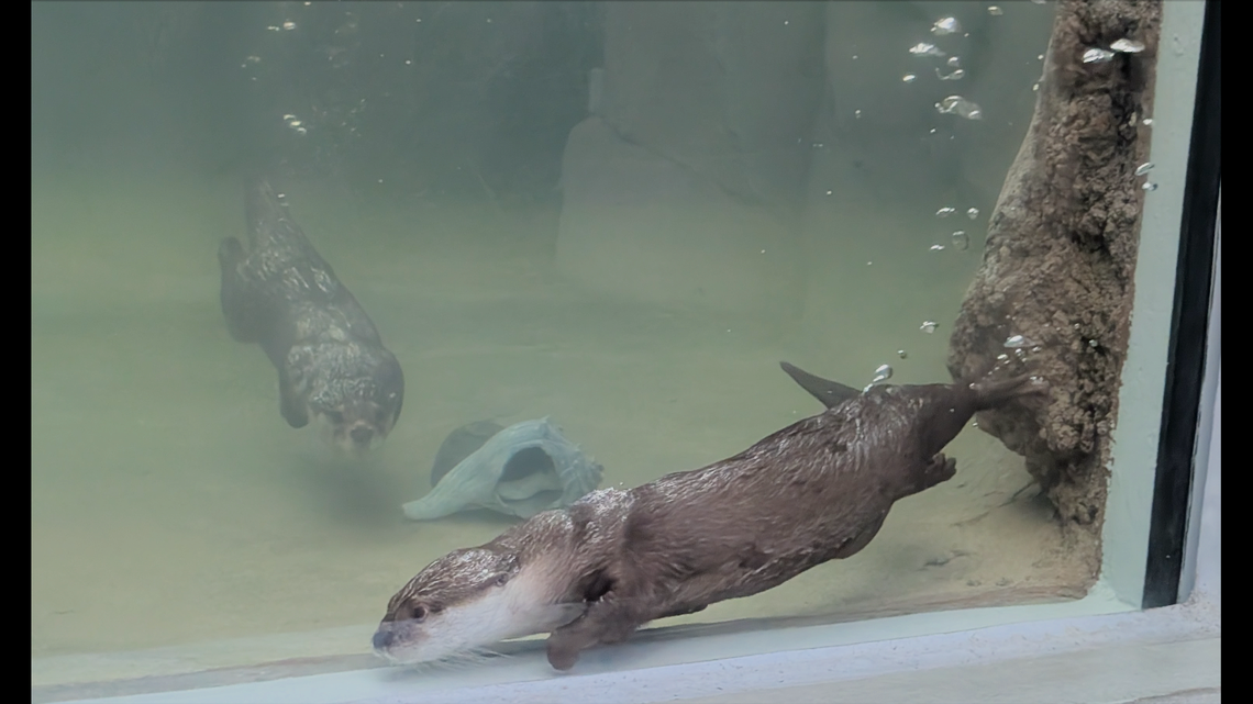 Two otters are exploring their new home at a North Carolina aquarium.