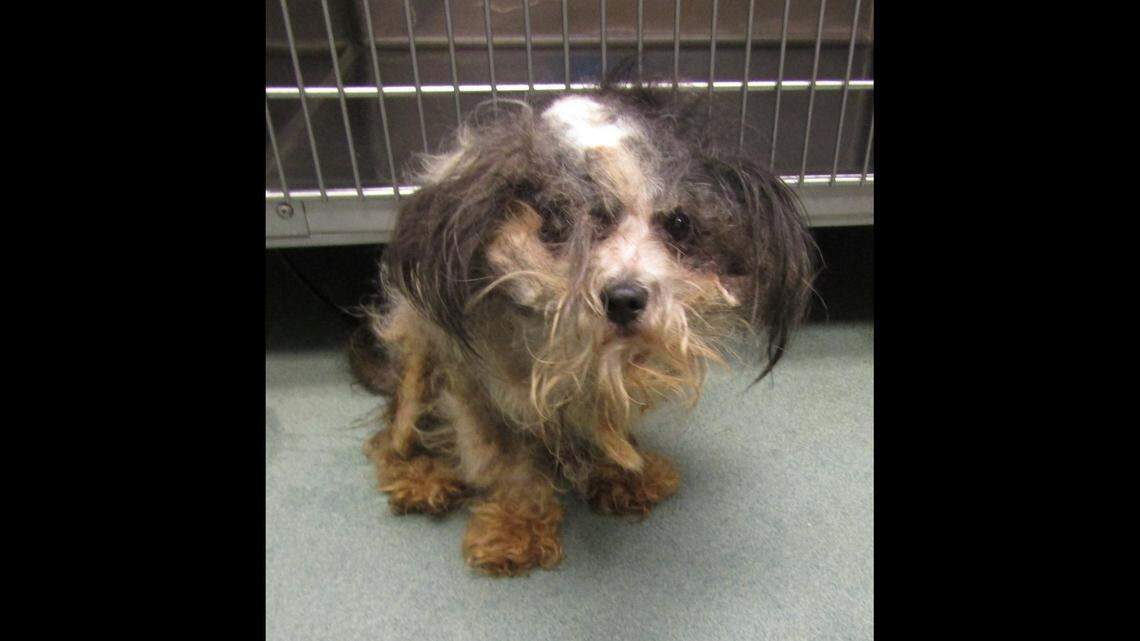 Oscar the dog was in rough shape when he was saved from a North Carolina road, photos show.