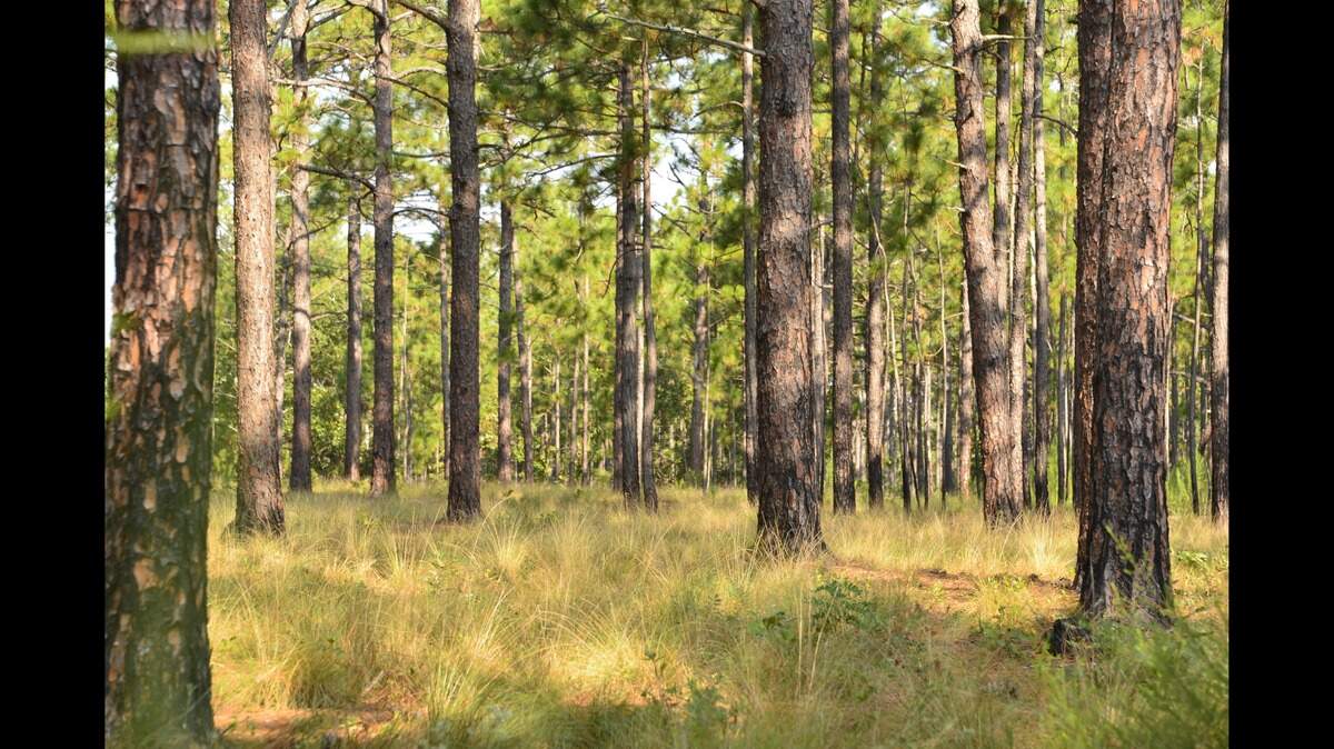 A white-coated deer surprised a wildlife photographer in North Carolina.